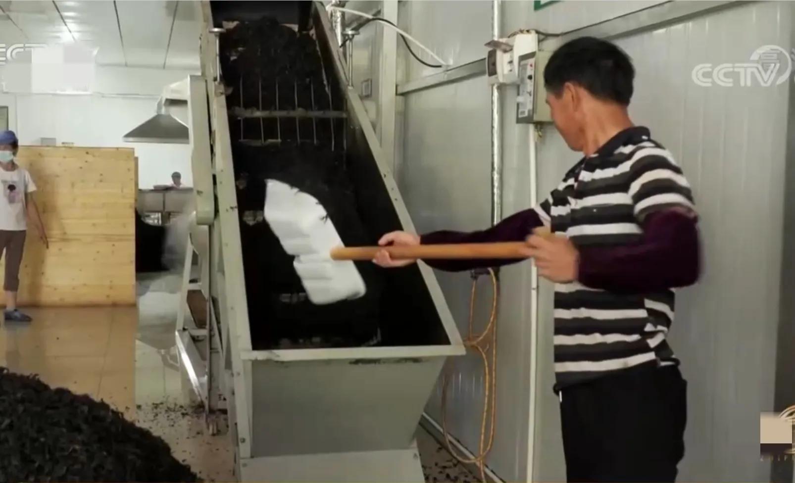 湖南男子钻进深山，将杜仲树叶变成宝，一年卖出上百万元