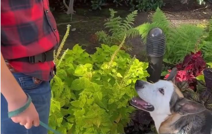 在北美，狗比人还“卷”？