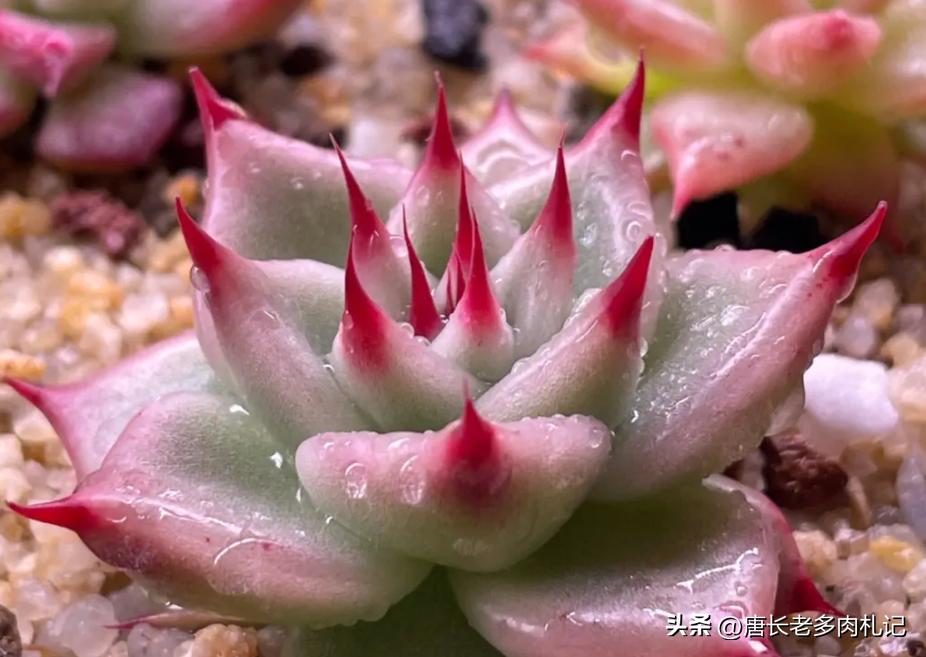 托斯卡内利和蓝眼睛是一个品种吗,多肉托斯卡内利适合阳台养吗