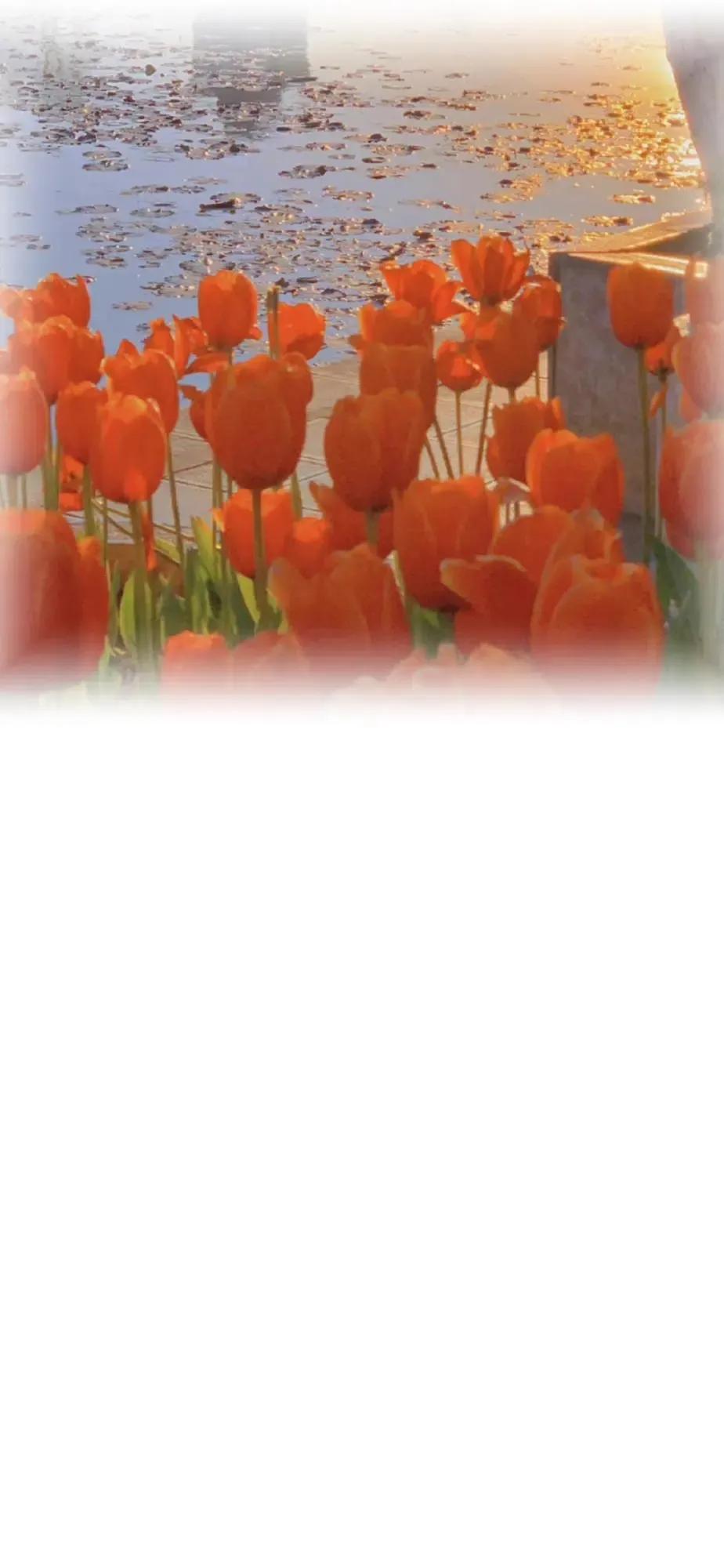 渐变晕染聊天背景图,渐变式聊天背景图