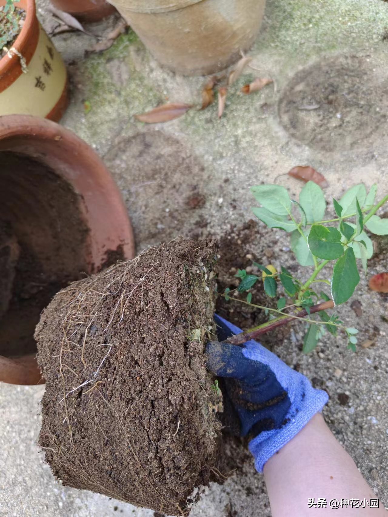 长时间不在家花怎么浇,月季在家怎么养成树状月季