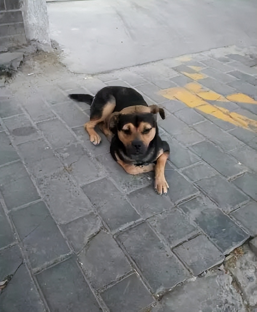 狗子毛色发亮,狗子毛色发红