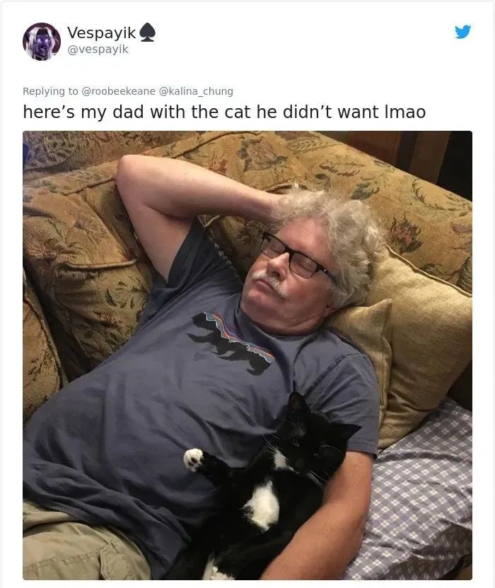 我家猫尿进了洗衣篓里，我爸为了包庇猫说，是他尿的···