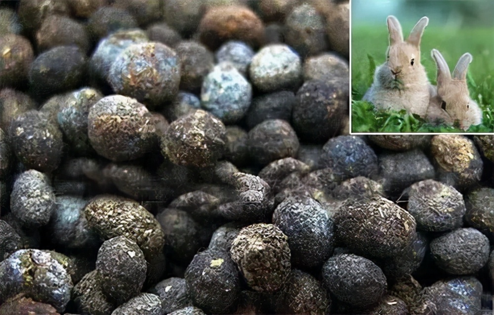 粪便入药到底是愚昧还是科学,中医粪便入药原理