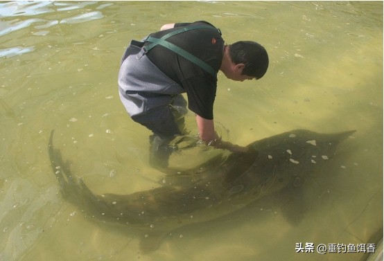 意外捕捞野生达氏鳇,达氏鳇增殖放流活动