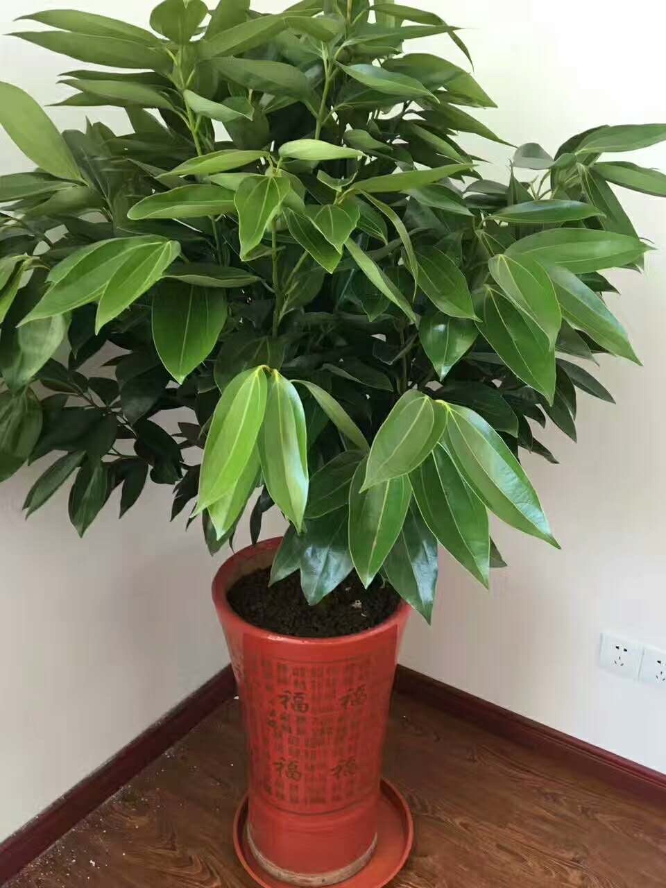 客厅最旺财的4种树,客厅种什么绿植最佳风水好