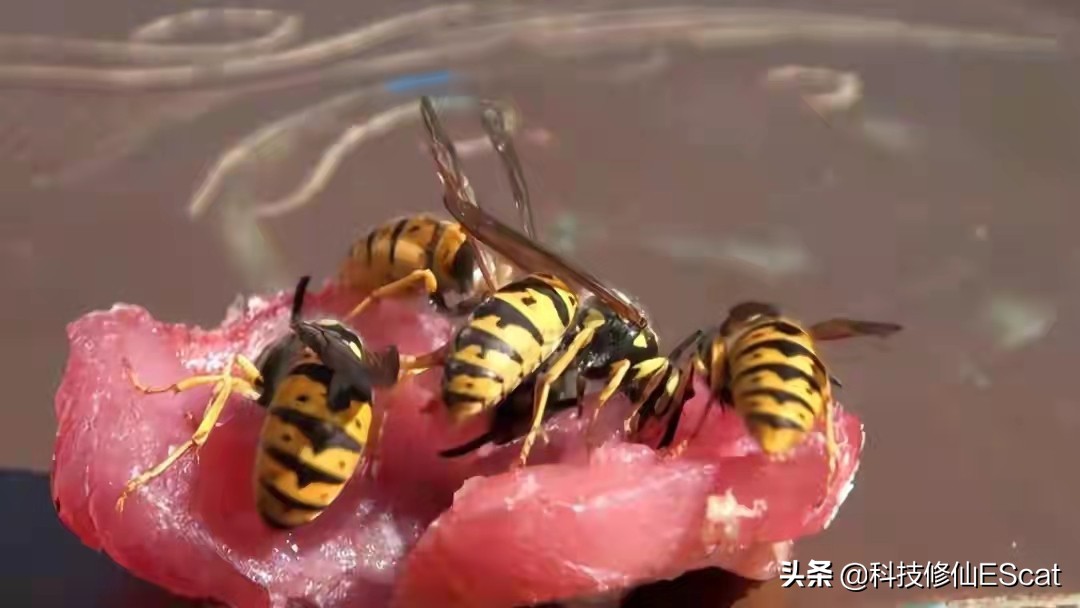 神奇！一种蜜蜂进化出咬肉的牙齿！蜜蜂改吃肉了？还有蜂蜜吃吗？