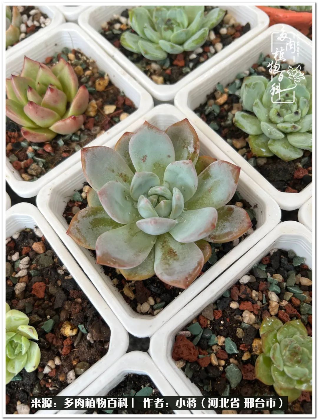 我与多肉植物之间的故事,我和多肉十二卷的故事100字