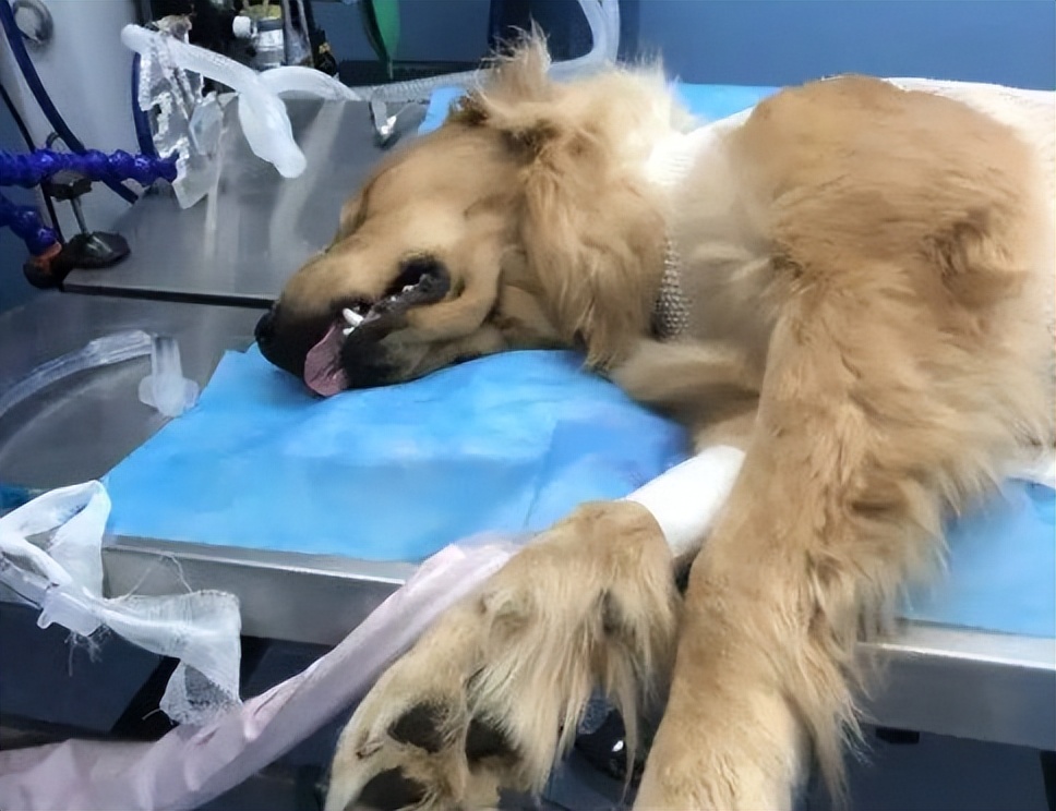 养金毛养什么性别,养金毛它会怎么认主