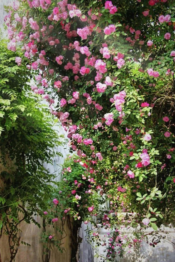 庭院轻奢花架子,一个简单的小花园