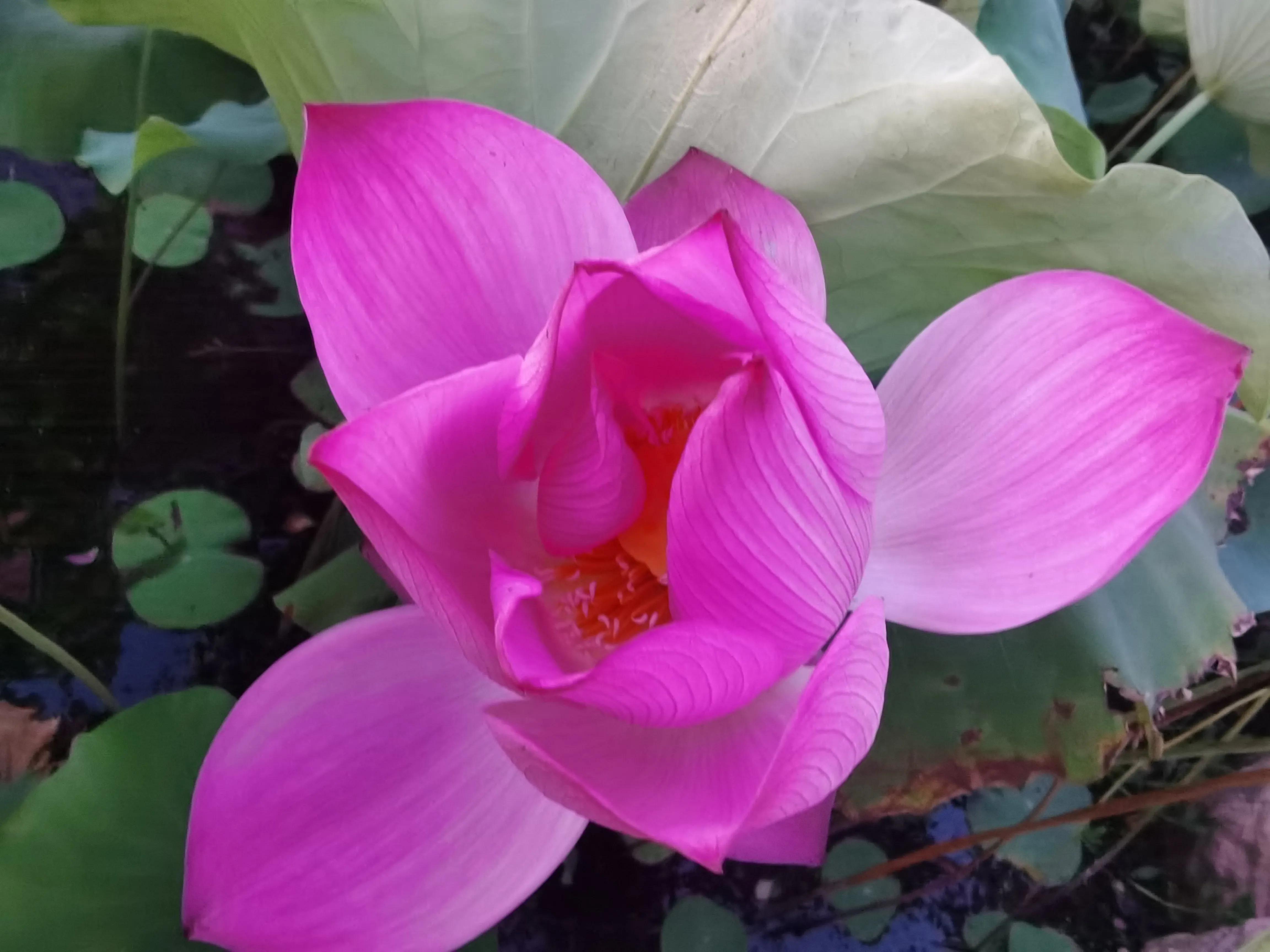 又见荷花香,池塘荷花仍飘香