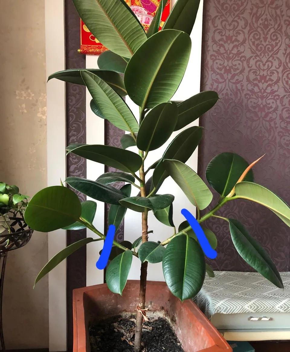 装修完房子养什么花可以去除甲醛,新房什么花吸甲醛最好最快