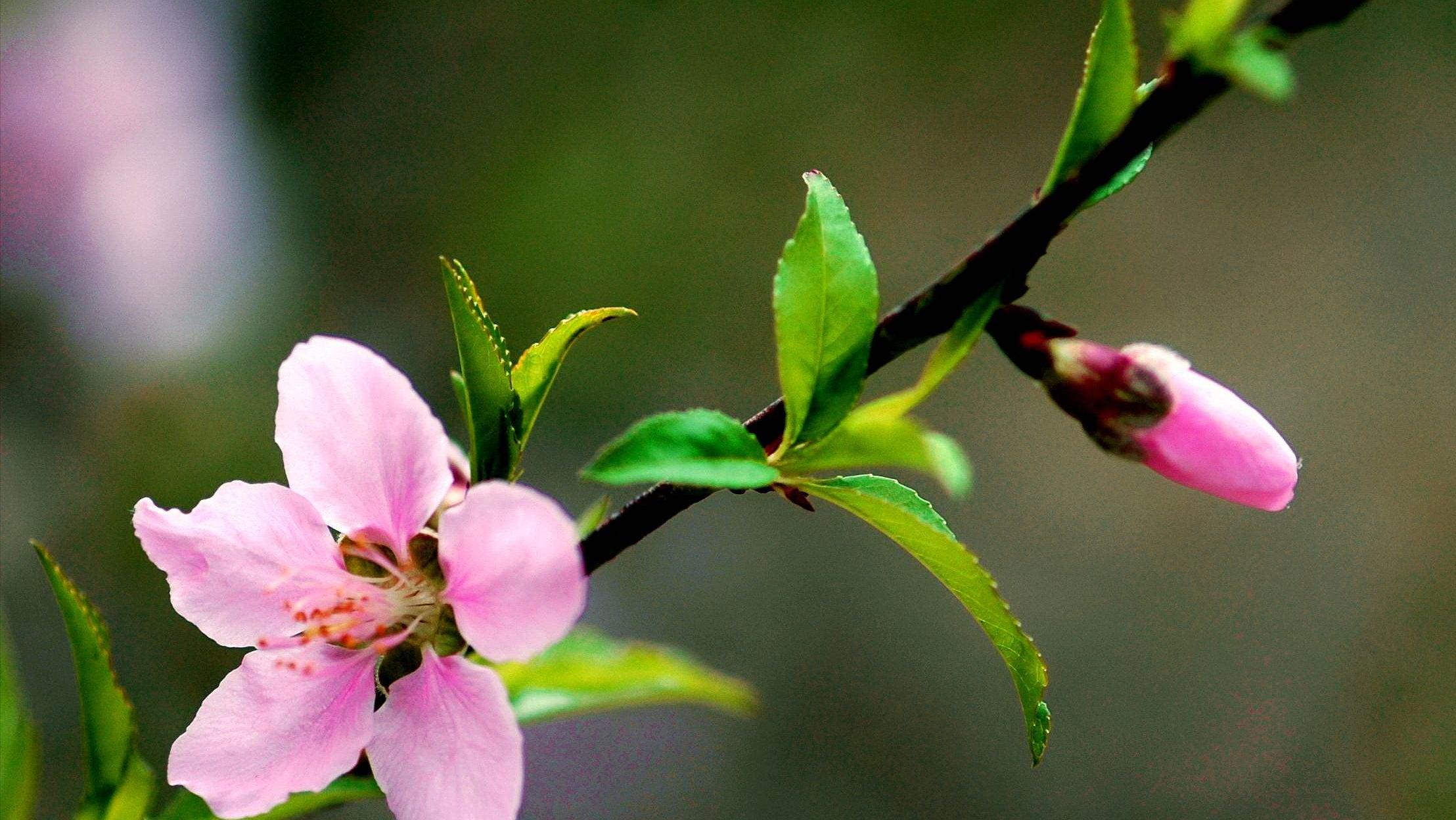 8首浪漫桃花诗词,三十六首经典桃花诗词