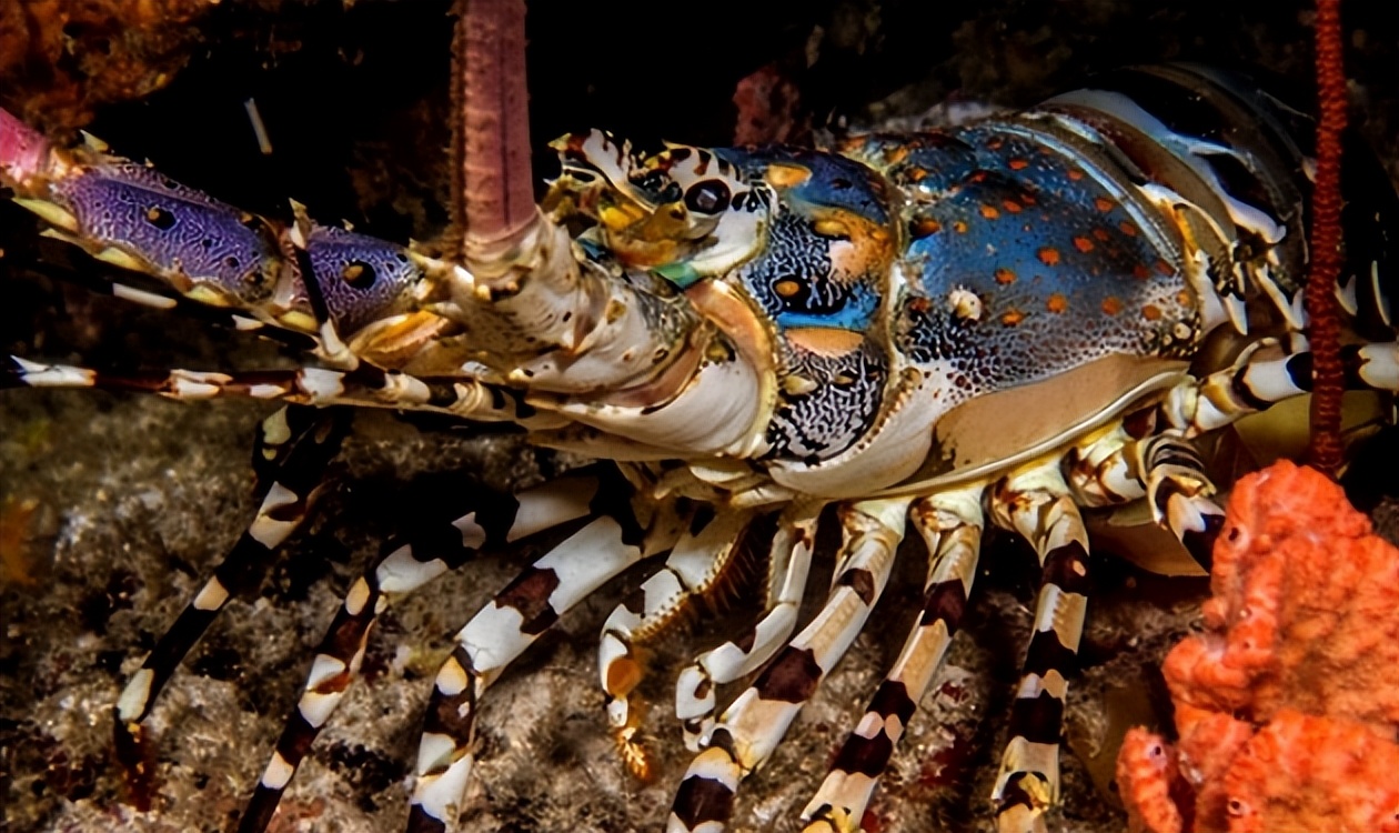 海鲜顶级食材,全球十大最贵海鲜