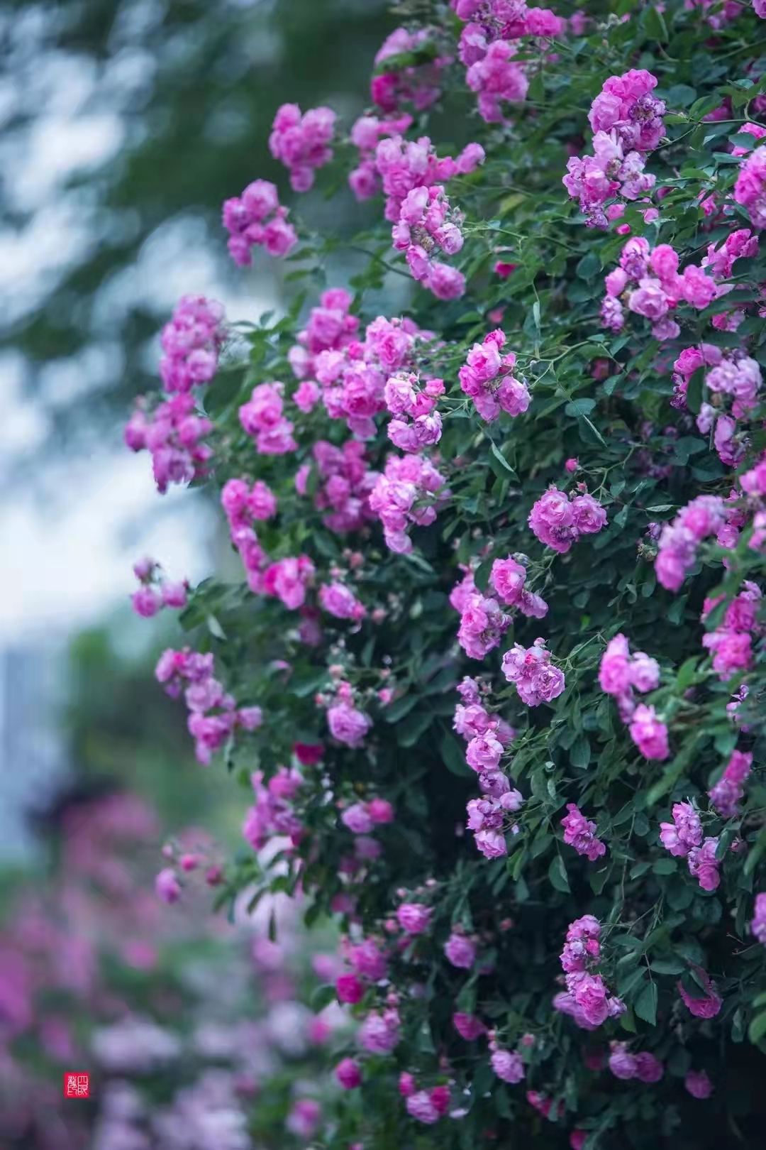 济南南部山区红叶谷旅游攻略,济南红叶谷自驾游最佳路线图