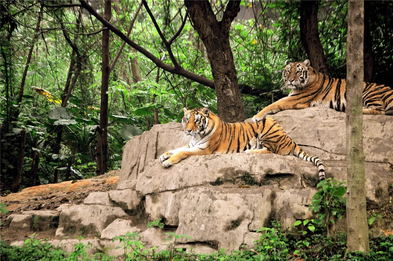 广州长隆野生动物园全部动物,广州长隆野生动物园所有动物介绍