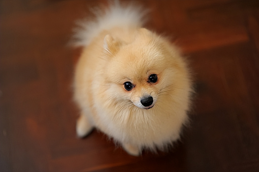 博美是怎么越变越小的呢,博美哪些表现说明被养熟了