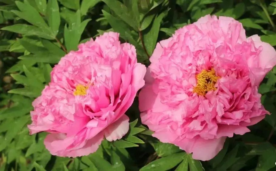 小众公园北京,北京欧式小众公园