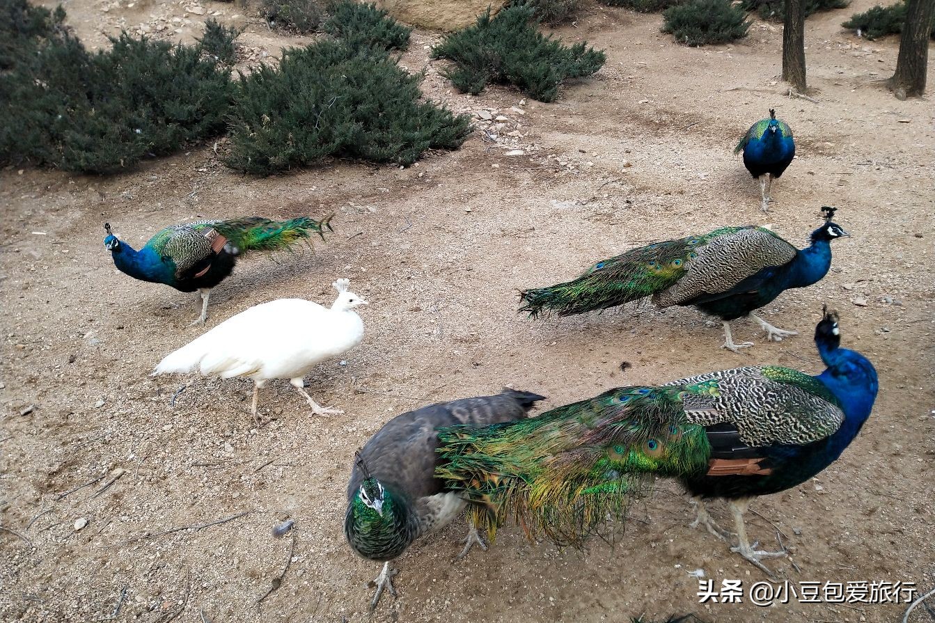 八达岭北京野生动物园推荐,两个人花100块钱能在北京玩多少