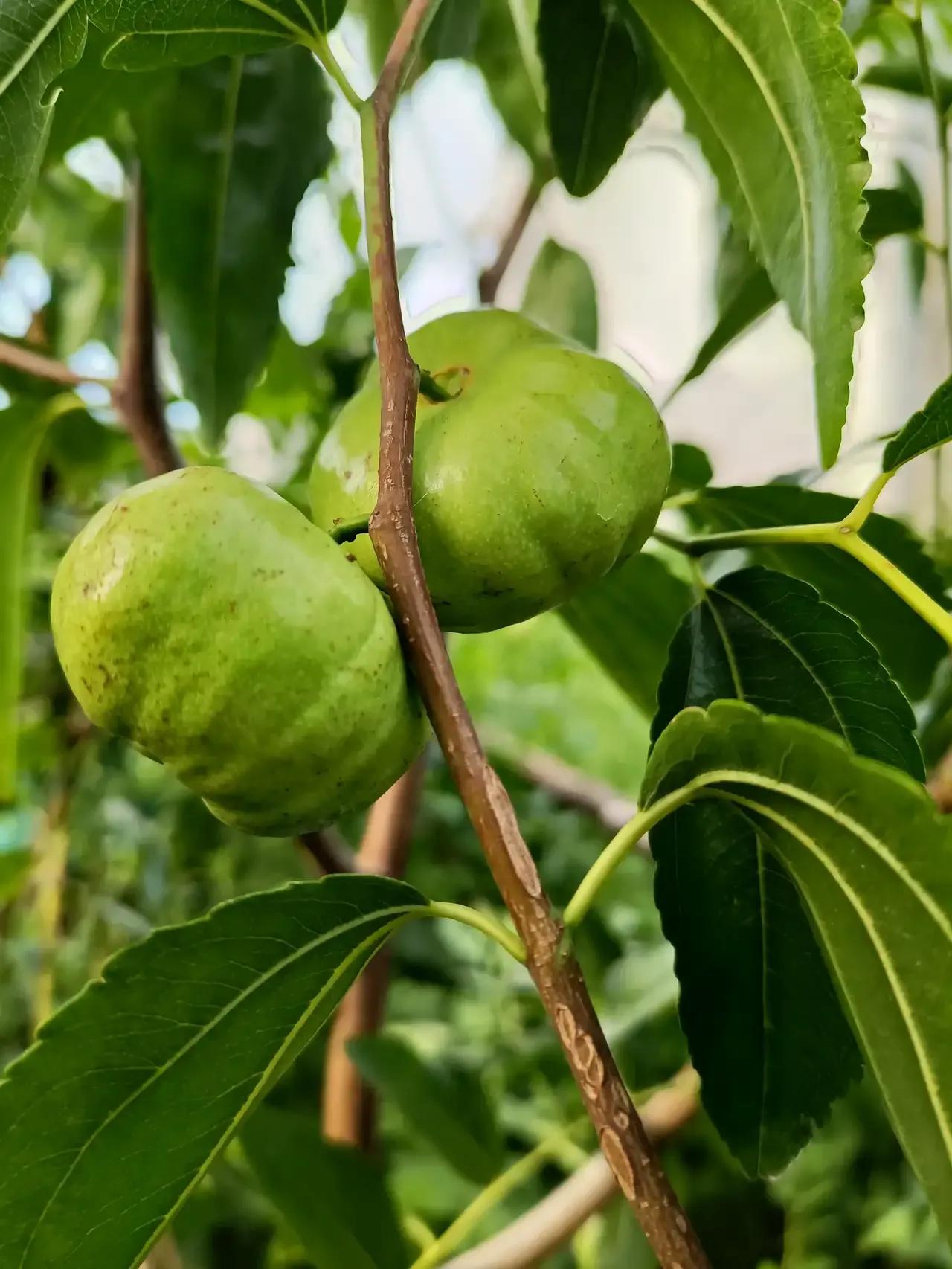 1月份水果当季,现在的当季水果