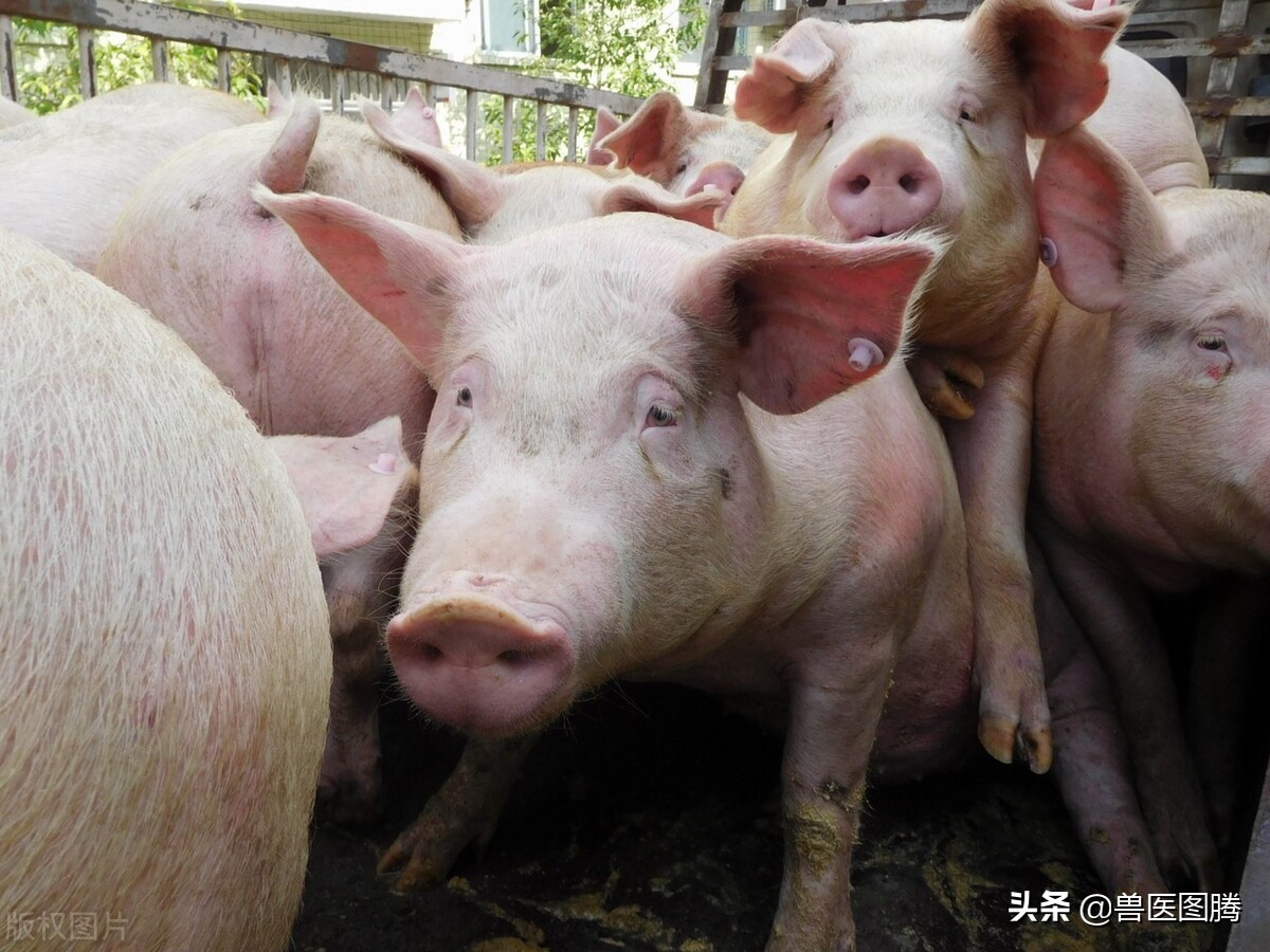 猪便秘不吃食最佳方法,猪便秘几天不吃料是怎么回事