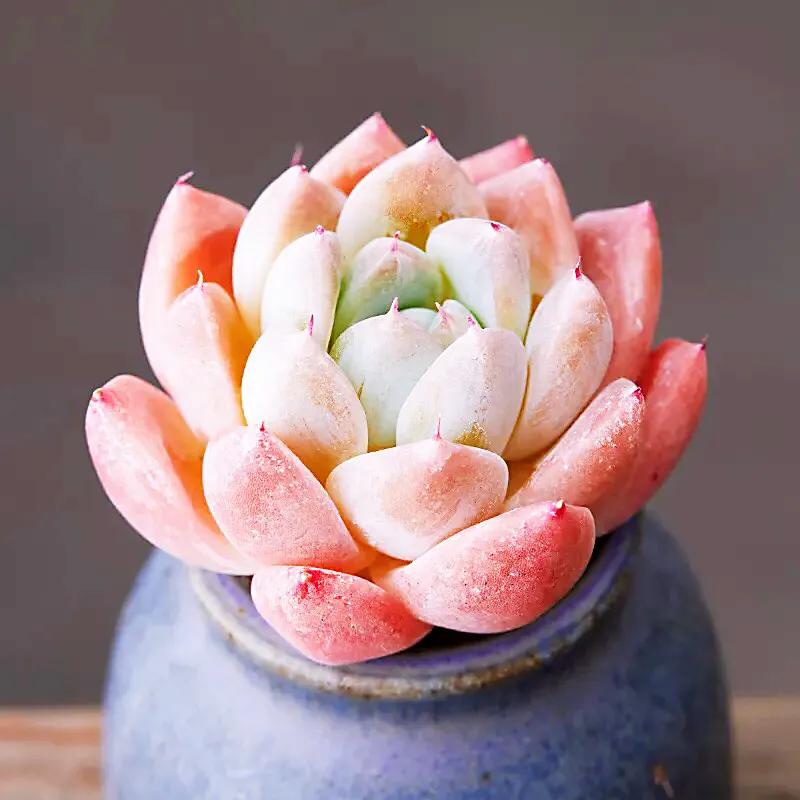 又美又仙的多肉,多肉植物100年的老桩奥普琳娜