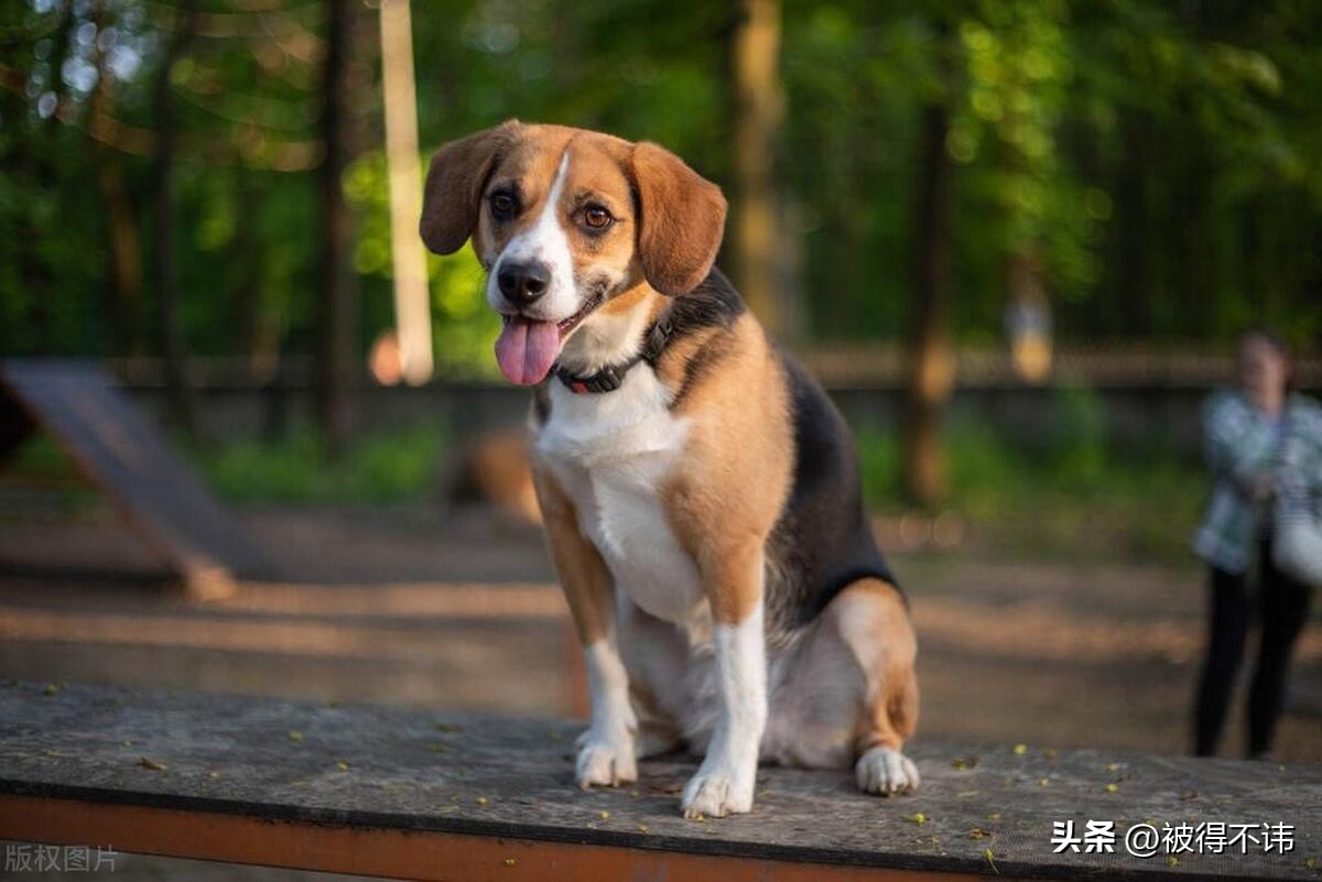 什么狗最好看最便宜最好养,世界上最强的十种狗