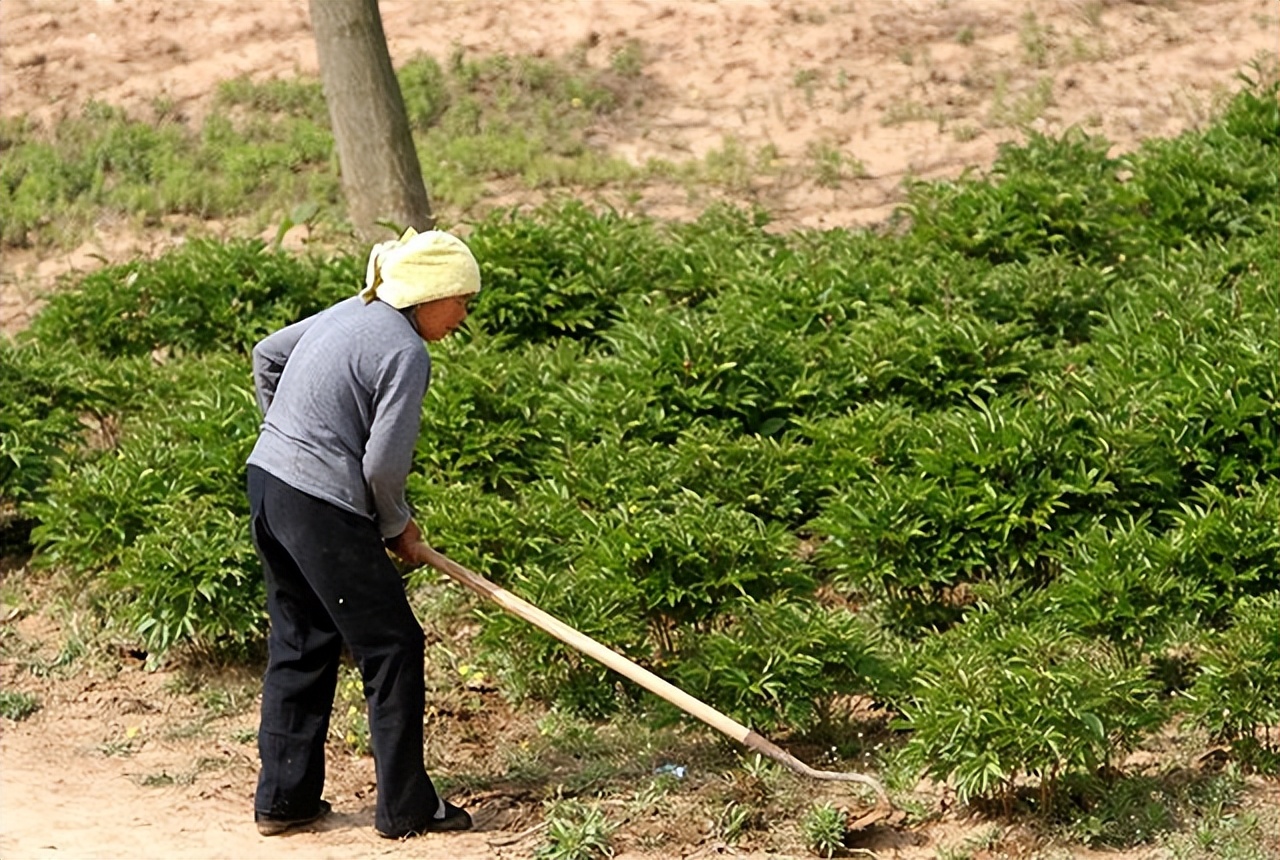 没有地的农民能向政府申请开荒吗,没有土地的农民怎么申请宅基地