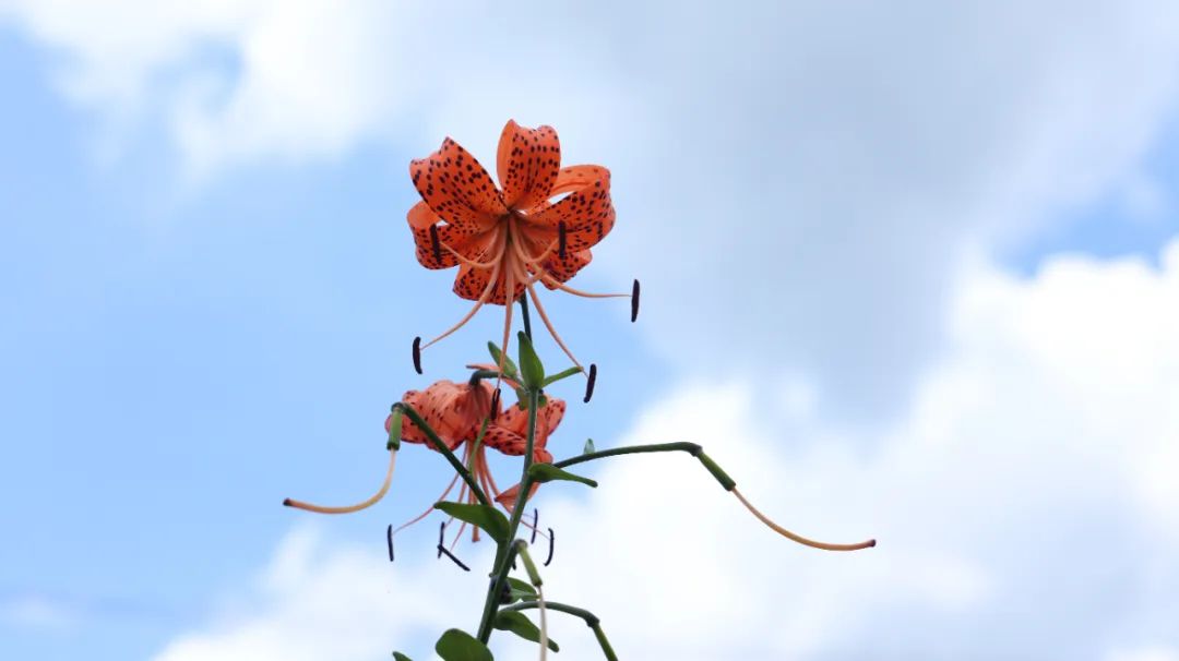 用什么方法治疗虚寒胃痛不复发,胃疼最快的止疼药方