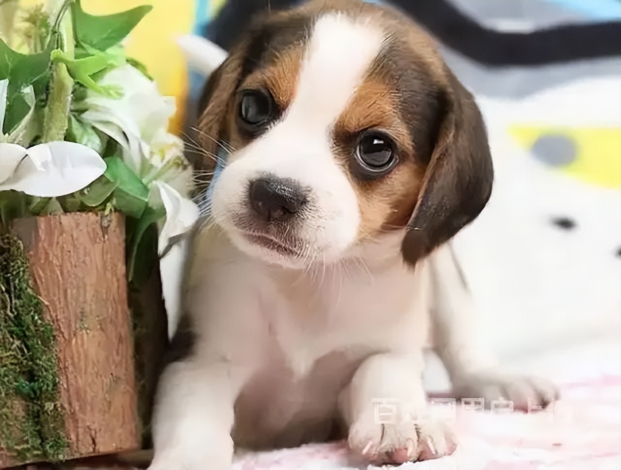 狗狗得细小症状有哪些,狗狗细小传染人吗