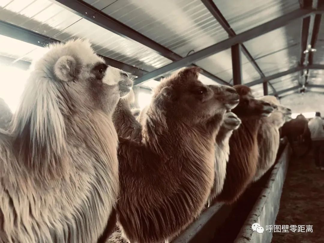 骆驼养殖带动乌苏农牧民增收故事,骆驼养殖乡村振兴