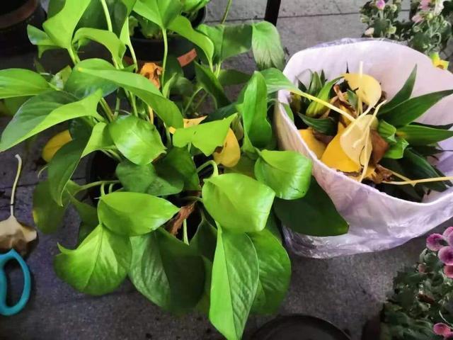 十种花不宜在室内养,这4种花最好别养在室内