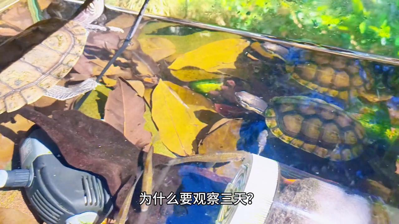 养乌龟常见的病治疗方法,冬天给龟治病干养如何保温