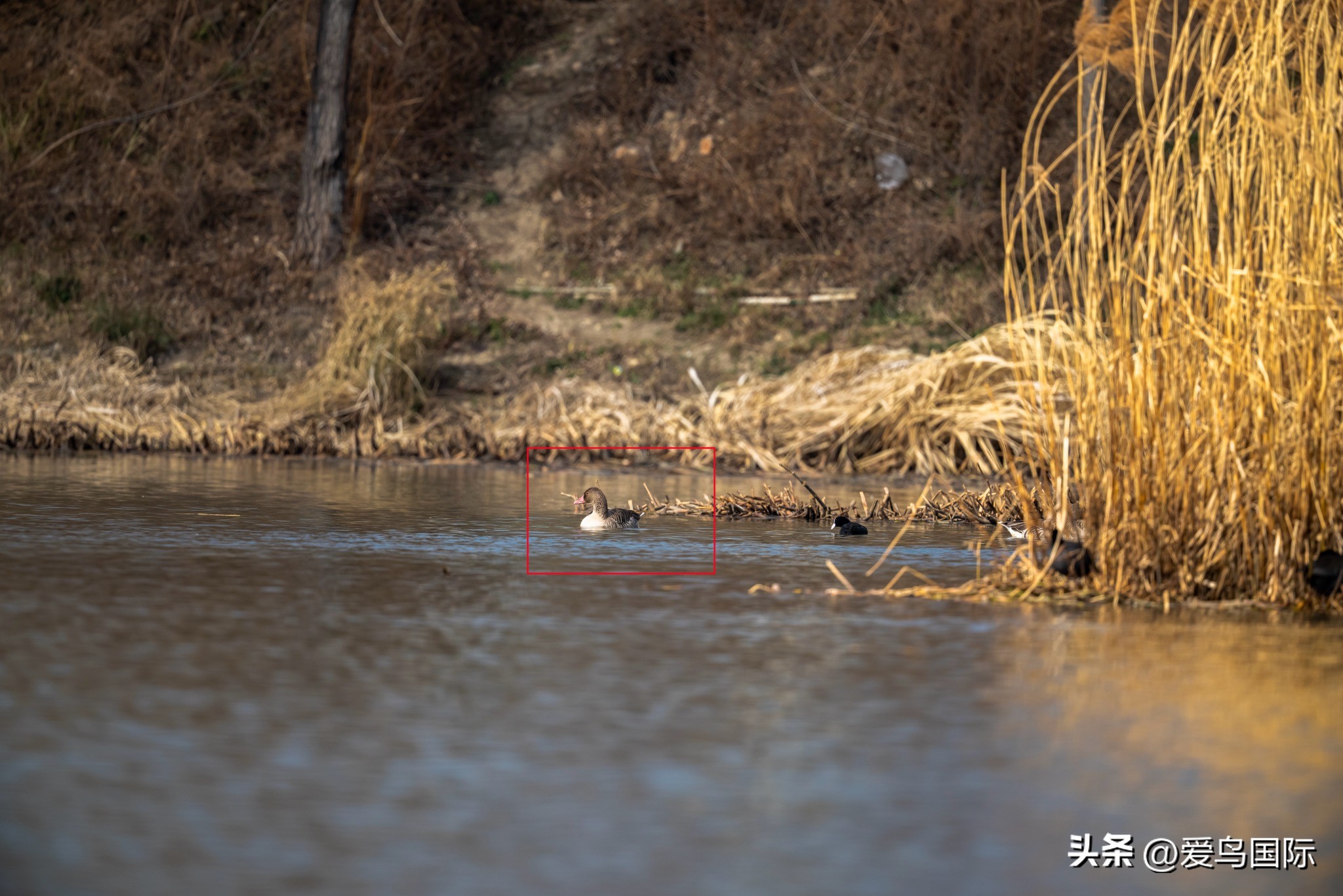 Alpha 1鸟种“加新”之旅 索尼云南拍鸟活动手记