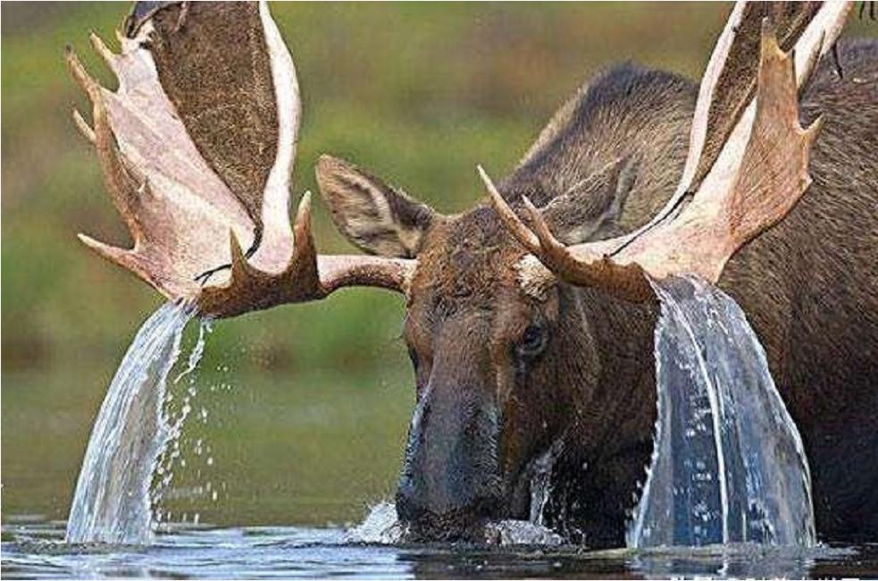 神奇“仙兽”—驼鹿究竟有多牛？很多国家定期猎杀，我国为何保护