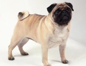 巴哥太胖怎么办,巴哥犬胖