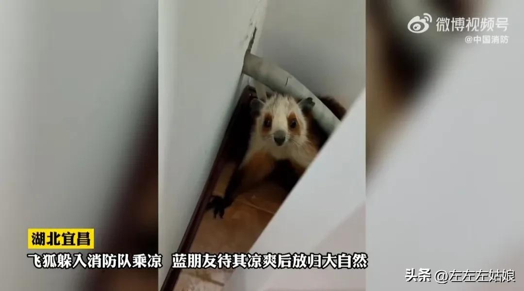 不仅仅是人，立秋后的动物居然还中暑了！太热了