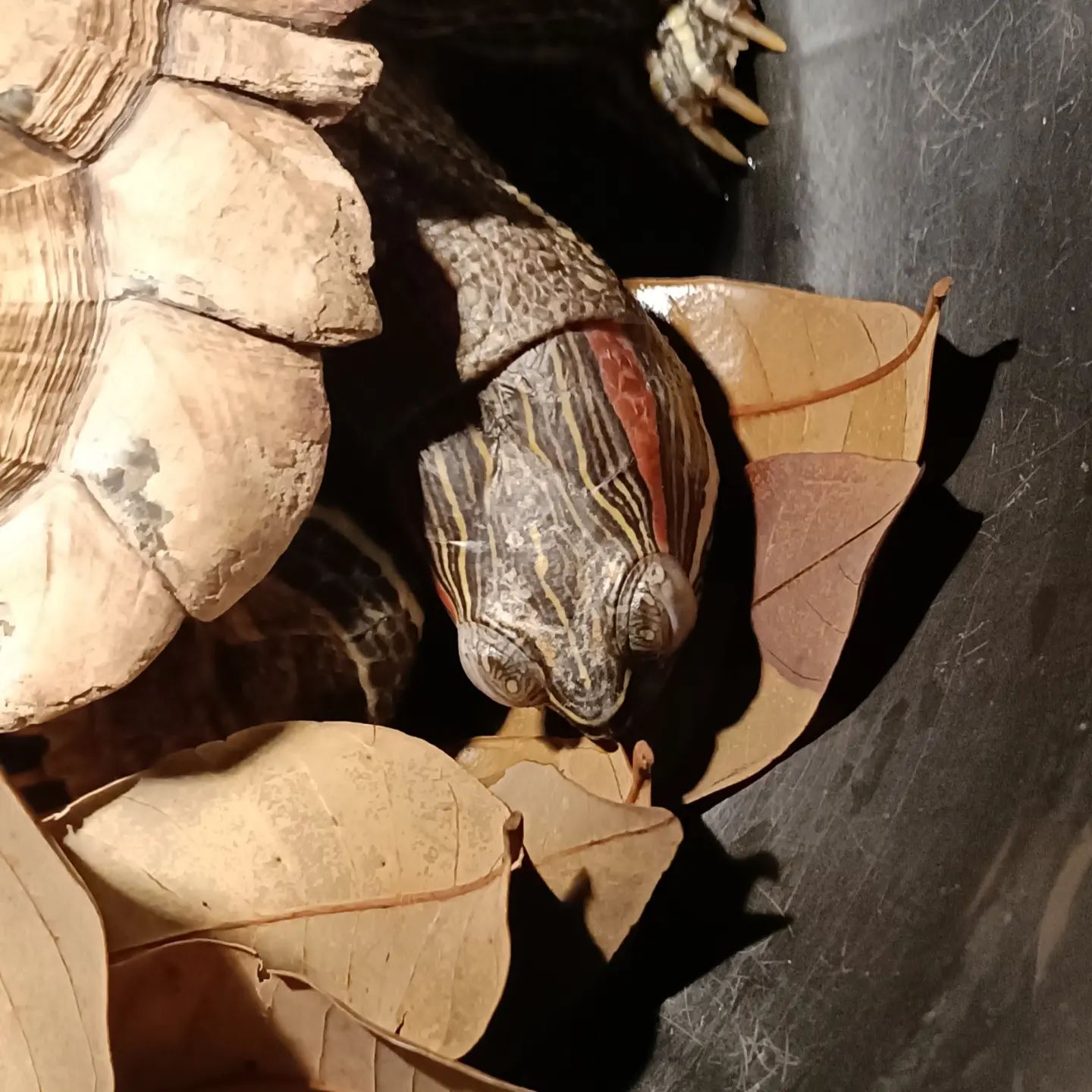 巴西龟冬天不吃东西不动怎么回事,冬天巴西龟为什么不吃东西