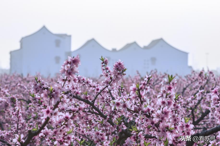 苏州赏花的地方,苏州三月中旬赏花去处