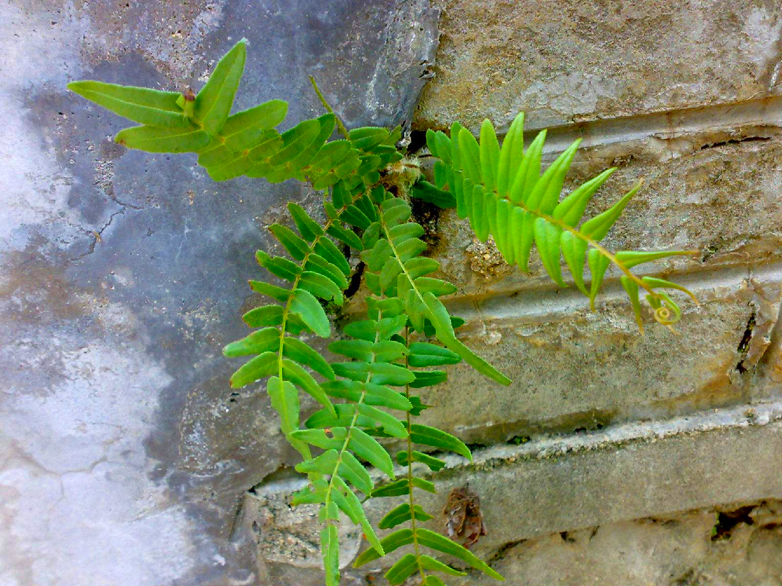 蜈蚣草危害,蜈蚣草对什么有危害