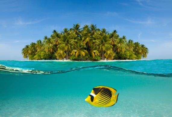 扇贝跑路獐子岛事件真相,宣称扇贝跑路的獐子岛被罚