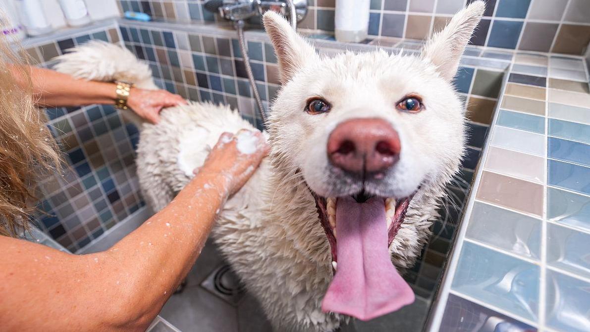 狗狗如何慢慢吃食,狗狗不吃食怎么办