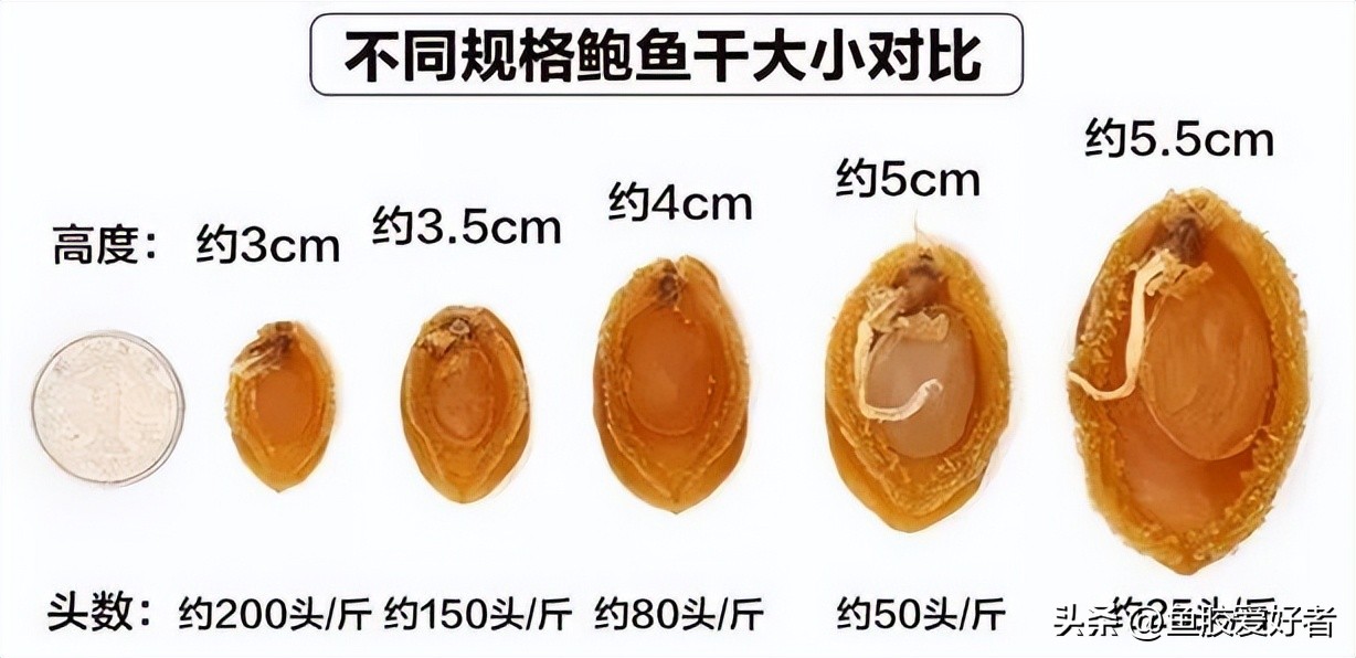 【技术贴】买鲍鱼一定要学会看这几点！
