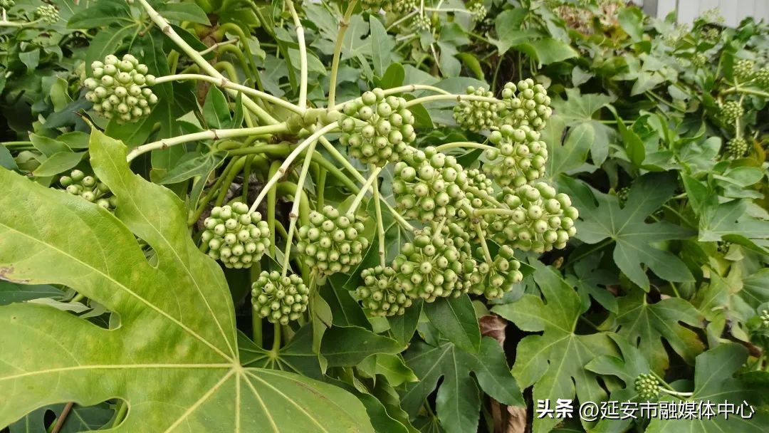 陕西宾馆迎来最佳观花赏景季节,陕西宾馆内景色