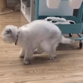 养了就想扔掉的狗,养的猫想扔了