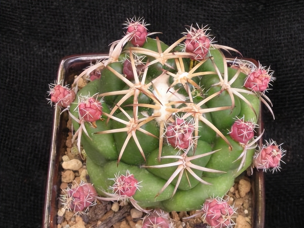 美丽/奇异花草欣赏系列——各种仙人球之象牙丸