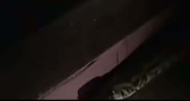 96年海南巨蟒为报恩甘愿当保姆,巨蟒为报恩守护十几年