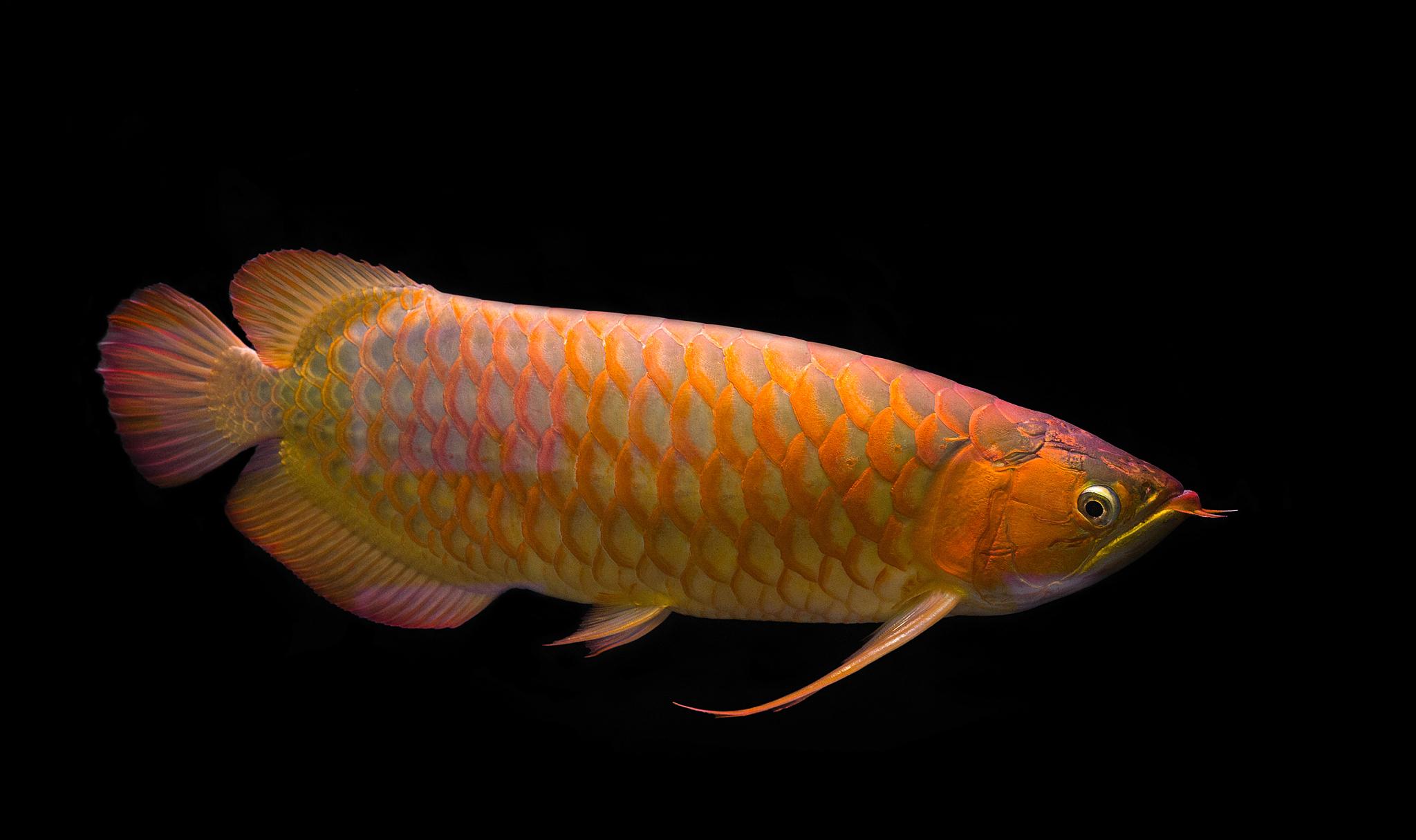 急救金龙鱼,如何救金龙鱼