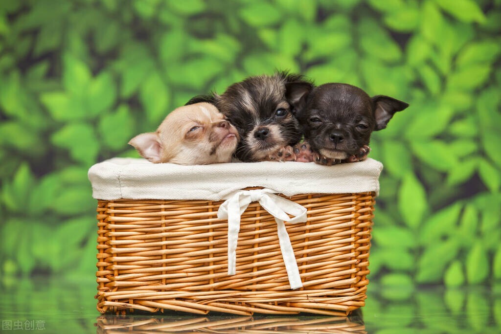 幼犬初次到家，哪些事情是需要我们准备的？