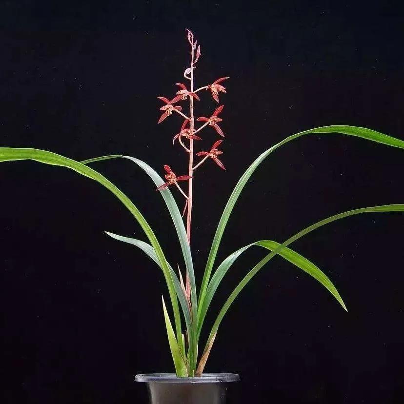 快来看看，兰花的世界真奇妙|壹木星球No.14